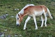 Bellissimo ritorno sul Pizzo Tre Signori (2554 m) da Ornica nella splendida giornata del 27 settembre 2018